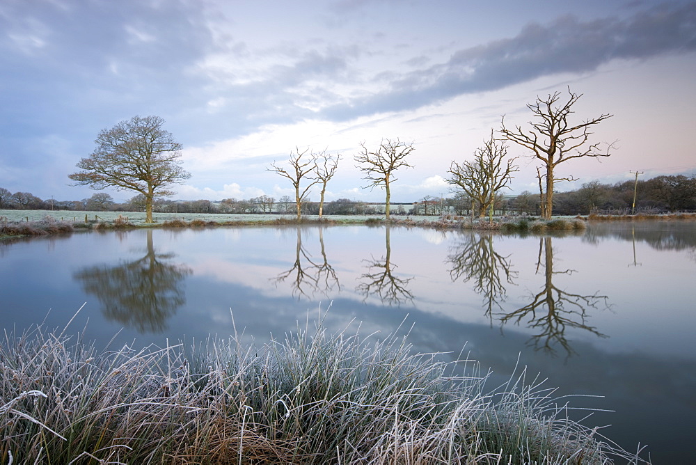 Frosty conditions at dawn beside a fishing lake in winter, Morchard Bishop, Devon, England, United Kingdom, Europe