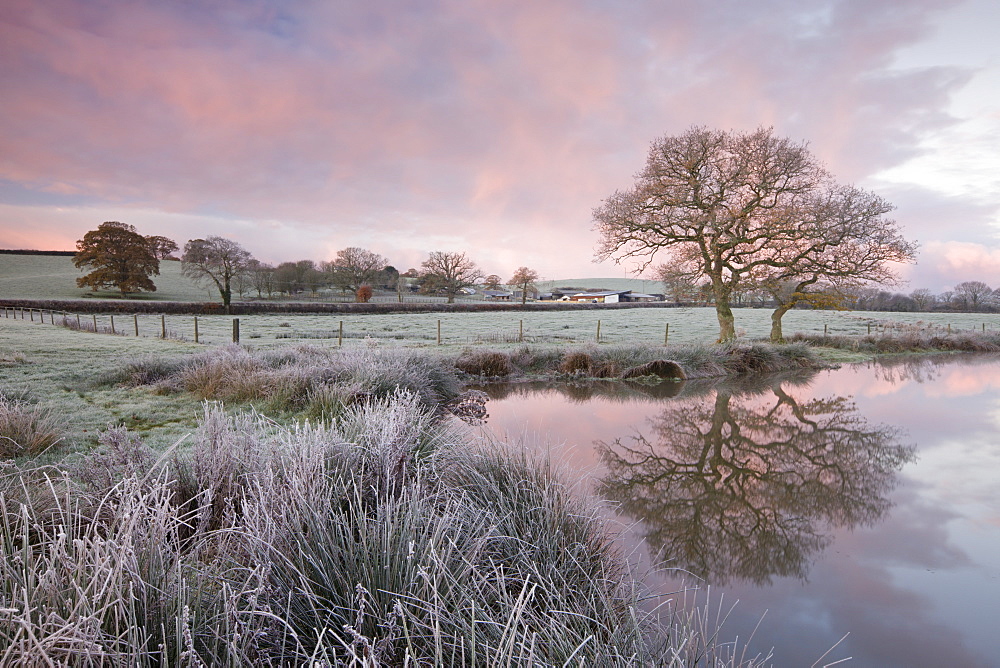 Frosty conditions at dawn beside a pond in the countryside in winter, Morchard Road, Devon, England, United Kingdom, Europe