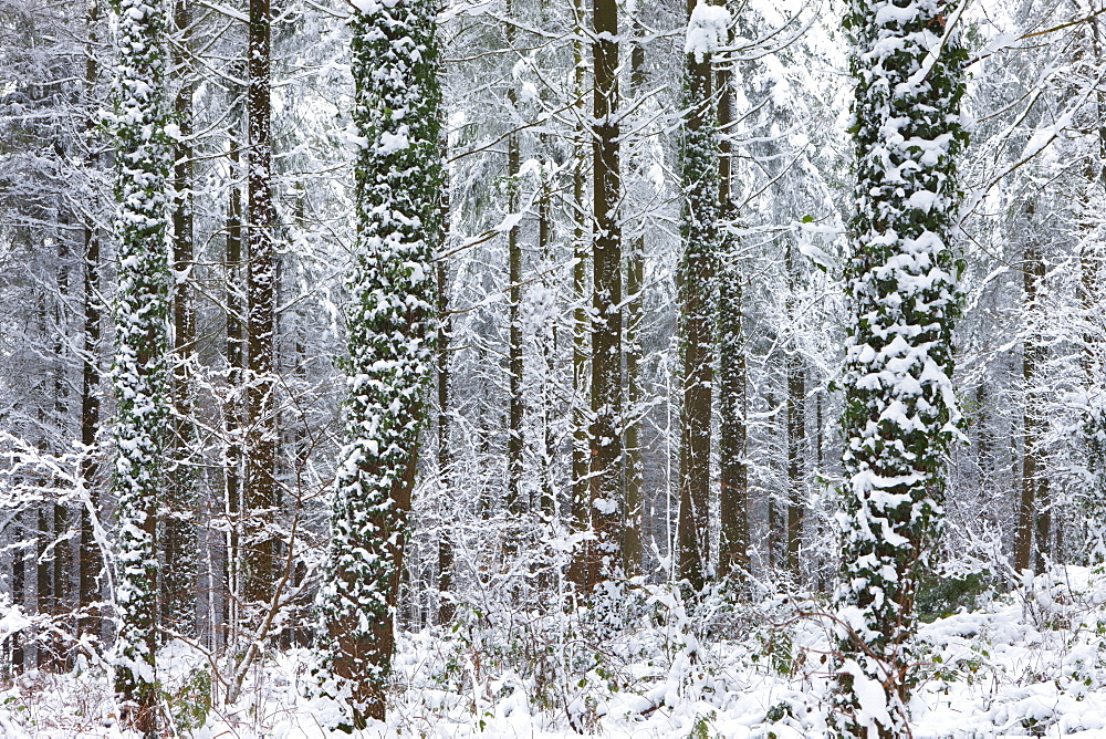 Snow covered winter woodland scene, Morchard Bishop, Devon, England, United Kingdom, Europe