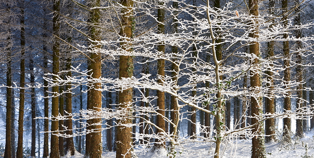 Snow and ice covered trees in a pine woodland in winter, Morchard Wood, Morchard Woodland, Devon, England, United Kingdom, Europe