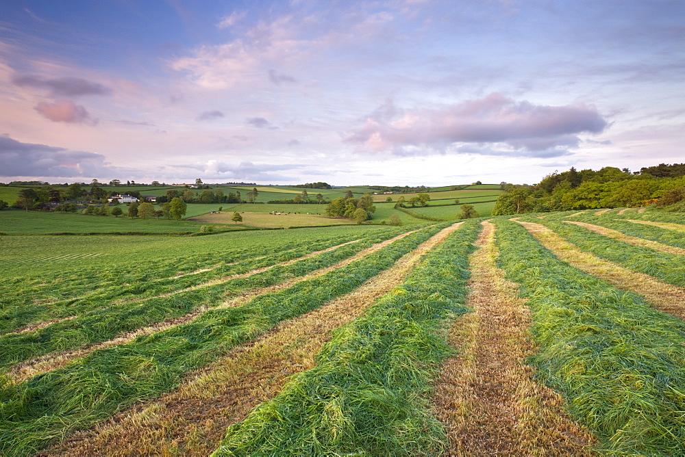 Freshly cut field of grass in the rolling Devon countryside, Morchard Bishop, Devon, England, United Kingdom, Europe