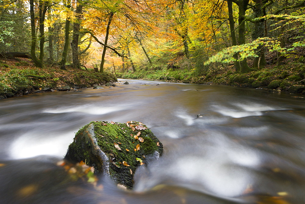 Autumn foliage surrounds the River Teign near Fingle Bridge, Dartmoor National Park, Devon, England, United Kingdom, Europe