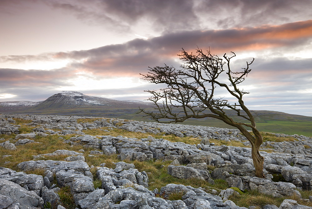 Snow capped Ingleborough and wind blown hawthorn tree on the limestone pavements on Twistleton Scar, Yorkshire Dales National Park, North Yorkshire, England, United Kingdom, Europe