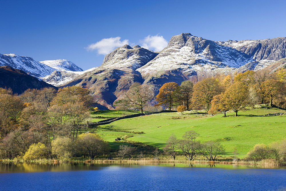 Autumn colours beside Loughrigg Tarn with views to the snow dusted mountains of the Langdale Pikes, Lake District National Park, Cumbria, England, United Kingdom, Europe