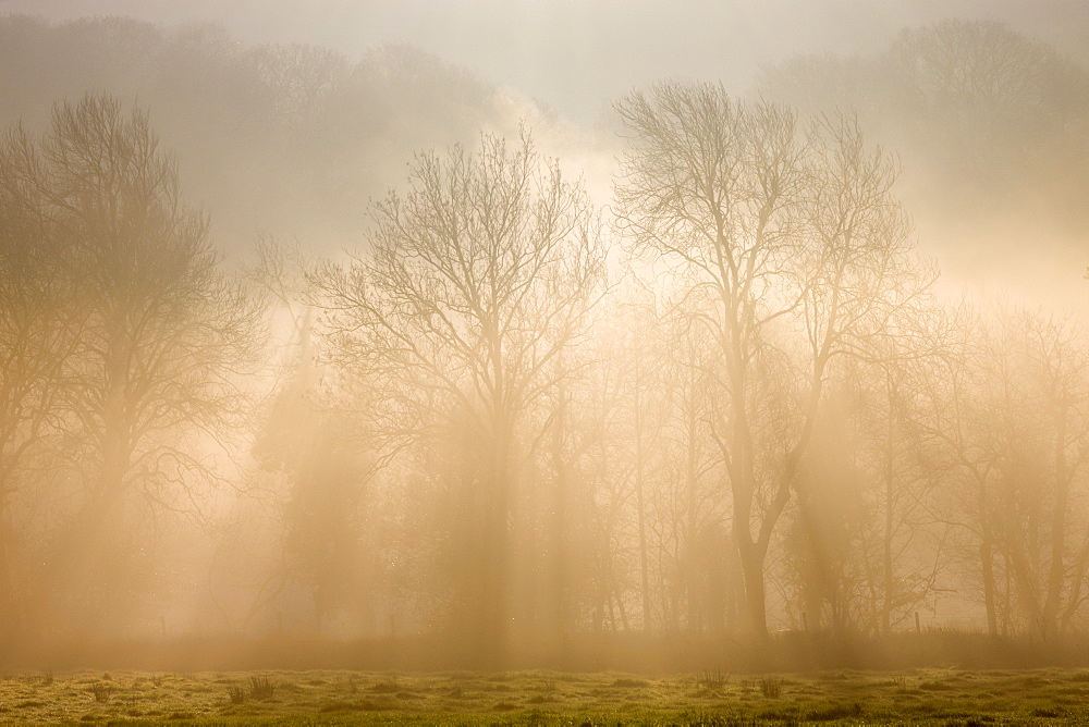 Mist and early morning sunlight shine through deciduous trees in the hedgerow of a rural field in winter, Okehampton, Devon, England, United Kingdom, Europe