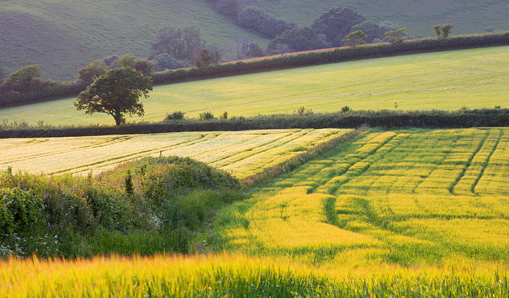 Golden crop fields in summer near Lanteglos in South Cornwall, England, United Kingdom, Europe