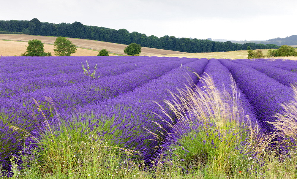 Lavender field the Cotswolds in full flower, Snowshill, Gloucestershire, England, United Kingdom, Europe