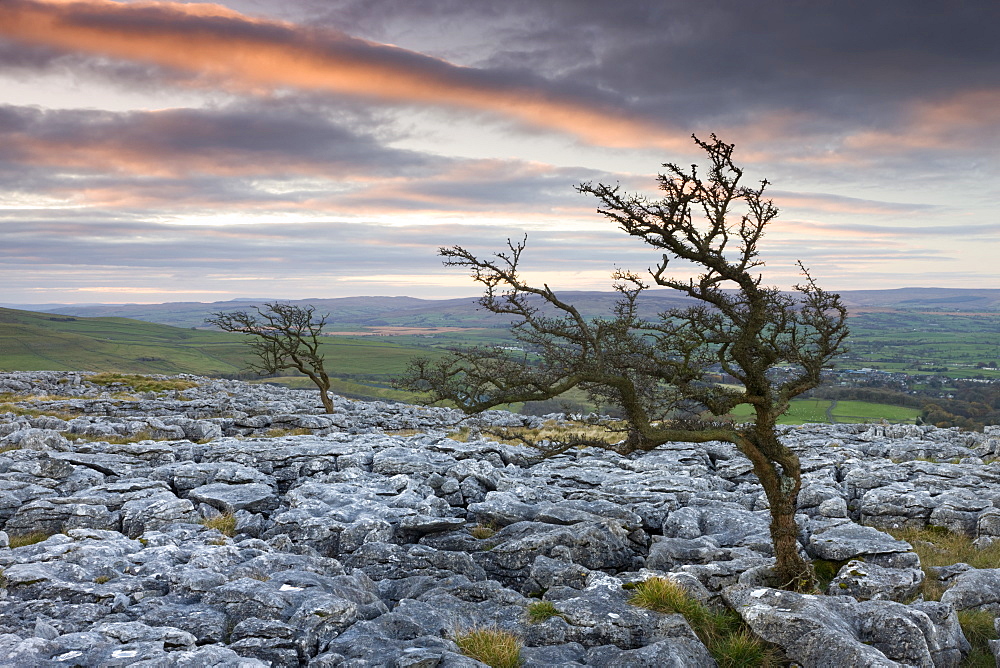 Twisted hawthorn trees growing through the limestone pavement on Twistleton Scar, Yorkshire Dales National Park, Yorkshire, England, United Kingdom, Europe