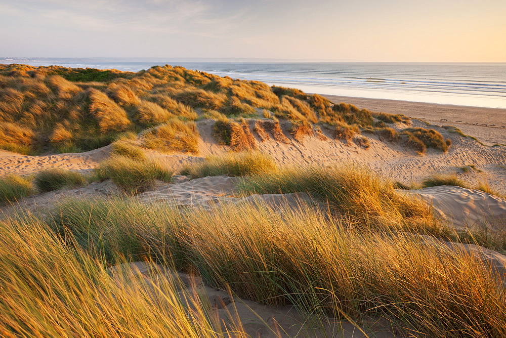 Marram grass on the sand dunes of Braunton Burrows, looking towards Saunton Sands, Devon, England, United Kingdom, Europe