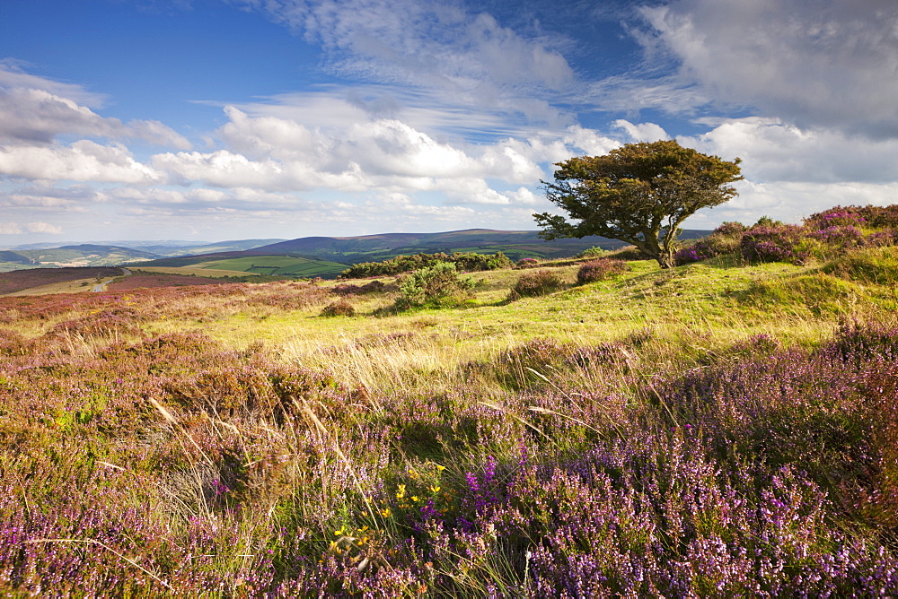 Flowering heather on Porlock Common, Exmoor National Park, Somerset, United Kingdom, Europe