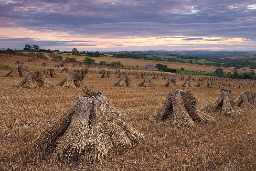 Corn stooks in a Devon field at sunset, Newbuildings, Devon, England, United Kingdom, Europe