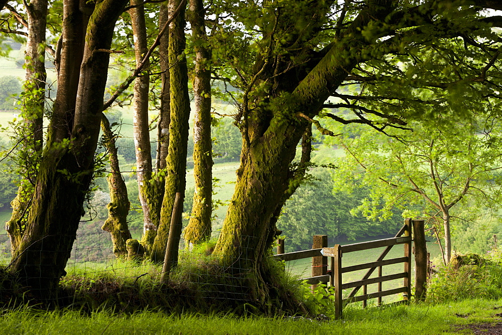 Public bridleway through trees and countryside in spring, Exmoor National Park, Somerset, England, United Kingdom, Europe