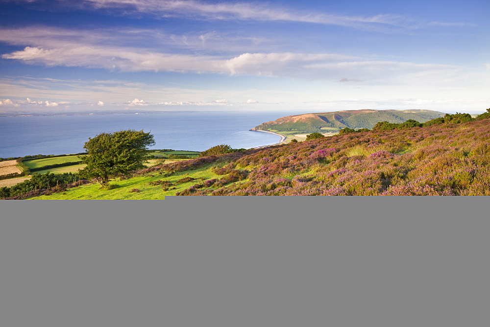 Porlock Common with views to Porlock Bay, Exmoor National Park, Somerset, England, United Kingdom, Europe