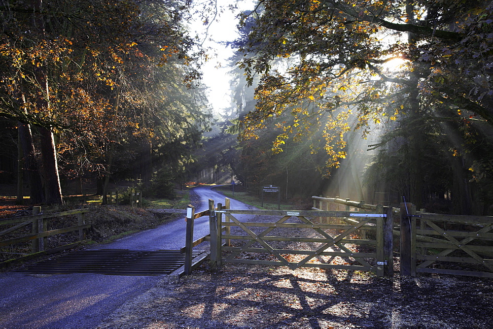 Bolderwood Arboretum Ornamental Drive, New Forest, Hampshire, England, United Kingdom, Europe