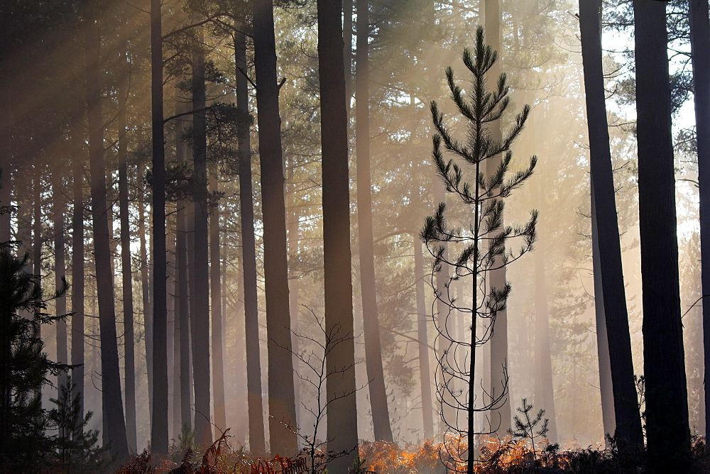 Pine sapling in a misty pine forest, New Forest, Hampshire, England, United Kingdom, Europe