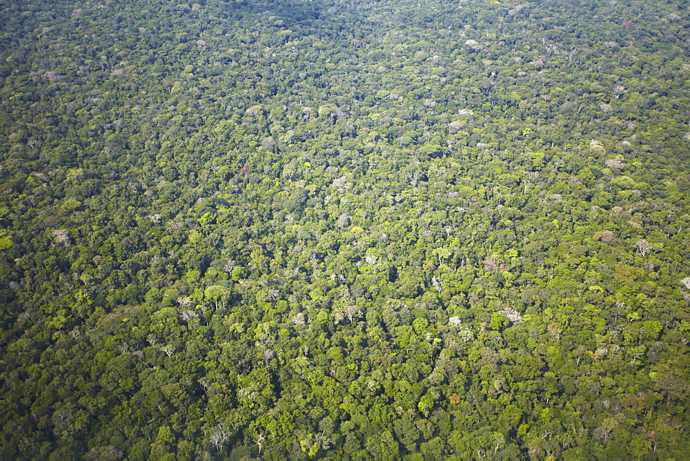 Aerial view of Amazon rainforest, Manaus, Amazonas, Brazil, South America 