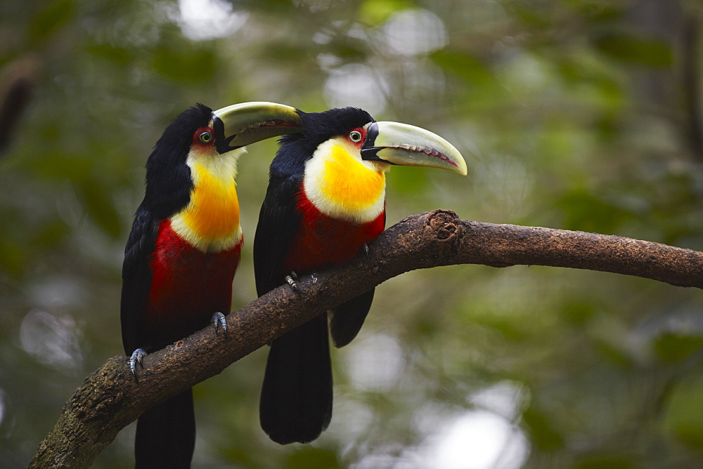 Red-breasted toucan at Parque das Aves (Bird Park), Iguacu, Parana, Brazil, South America 