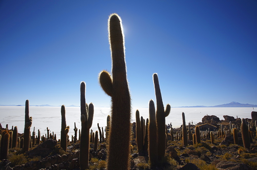 Isla del Pescado (Fish Island) on Salar de Uyuni (Salt Flats of Uyuni), Potosi Department, Bolivia, South America