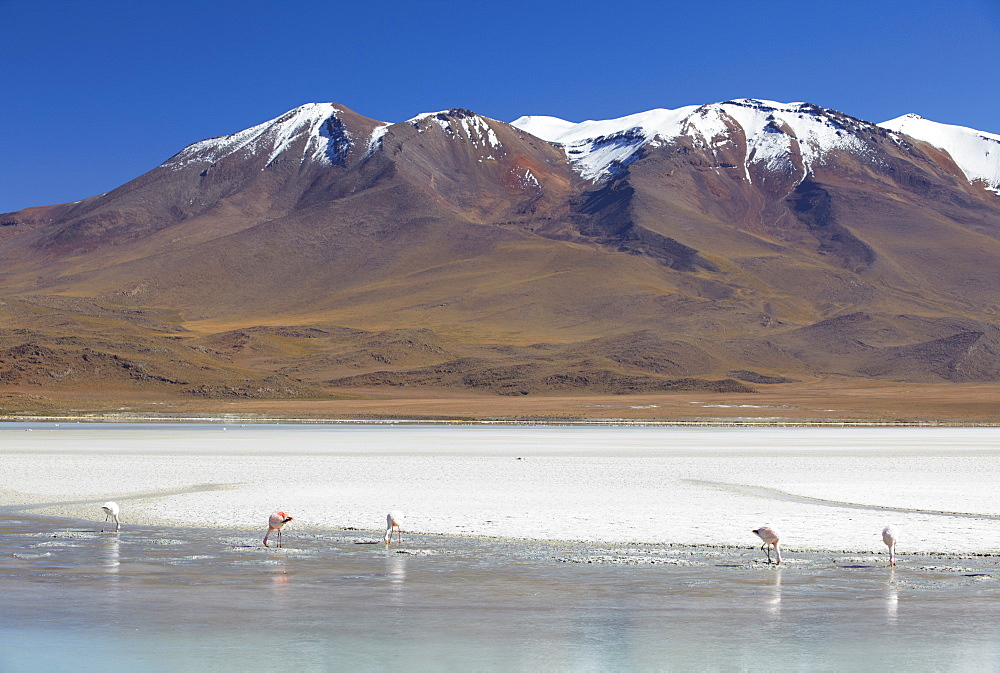 Flamingoes at Laguna Adeyonda on Altiplano, Potosi Department, Bolivia, South America