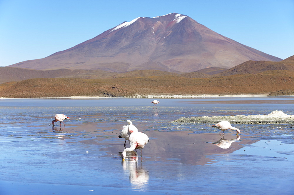 Flamingoes at Laguna Adeyonda on Altiplano, Potosi Department, Bolivia, South America