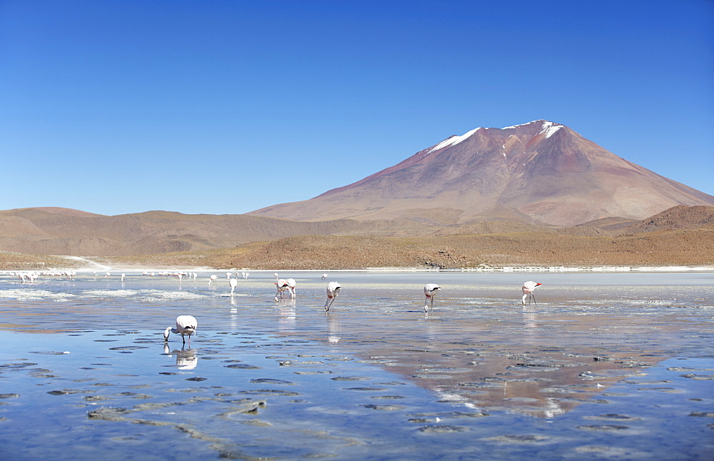 Flamingoes at Laguna Adeyonda on Altiplano, Potosi Department, Bolivia, South America