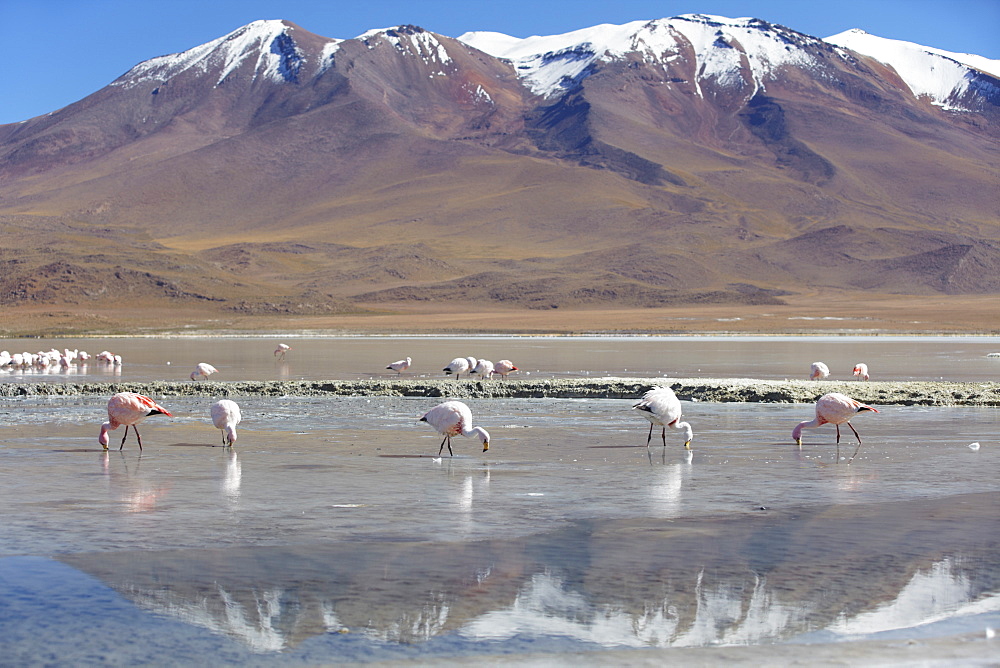 Flamingoes at Laguna Adeyonda on Altiplano, Potosi Department, Bolivia, South America