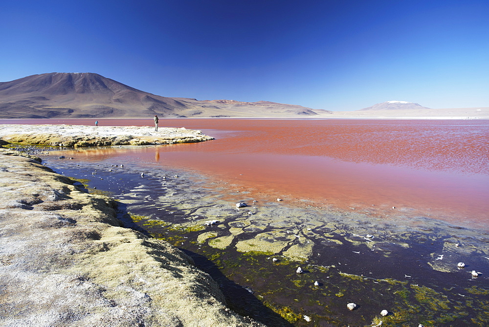 Laguna Colorada on the Altiplano, Potosi Department, Bolivia, South America