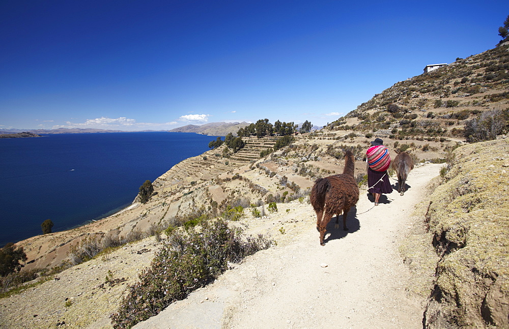 Woman walking llamas along path, Isla del Sol (Island of the Sun), Lake Titicaca, Bolivia, South America