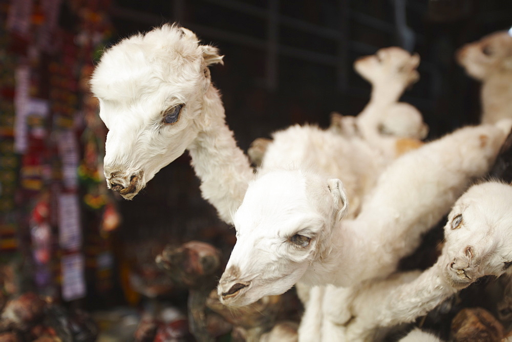 Stuffed baby llamas in Witches' Market, La Paz, Bolivia, South America