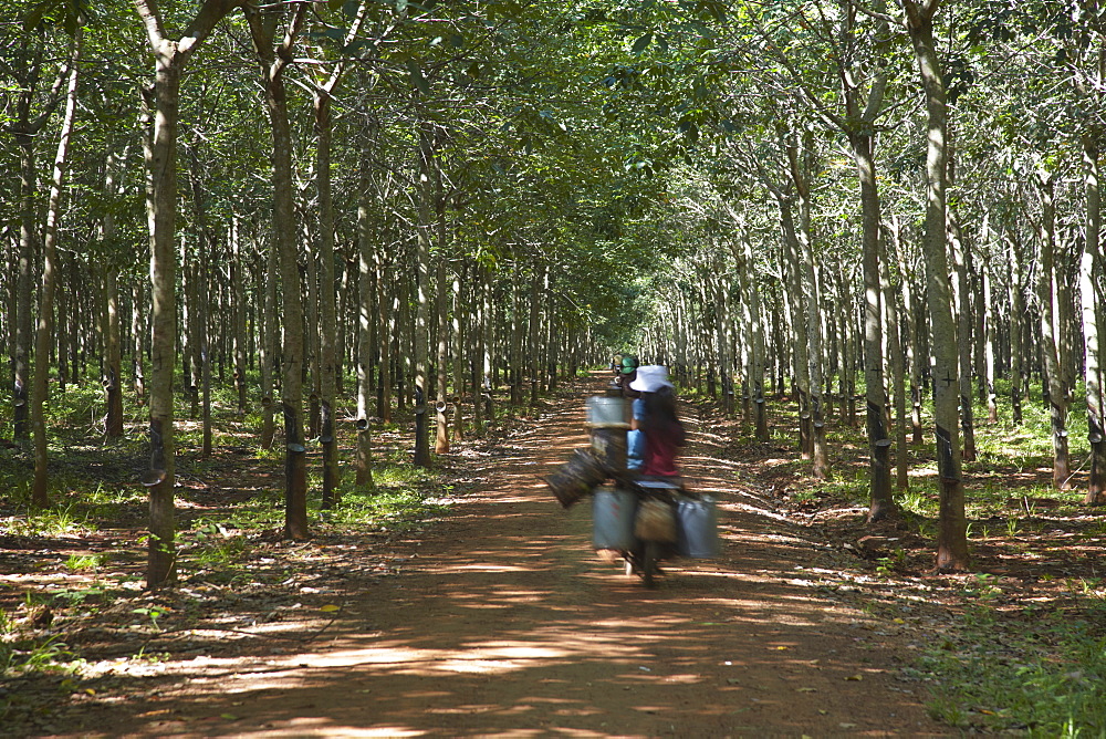 Rubber workers driving through rubber plantation, Kampong Cham, Cambodia, Indochina, Southeast Asia, Asia