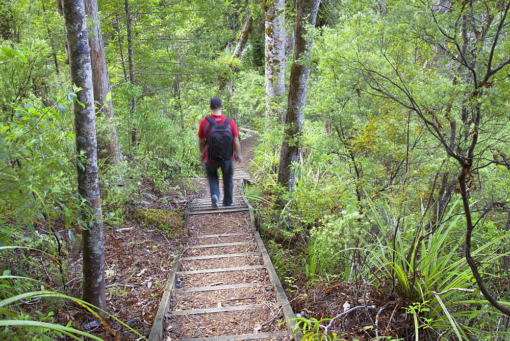 Man hiking on Waiomu Kauri Grove trail, Thames, Coromandel Peninsula, Waikato, North Island, New Zealand, Pacific