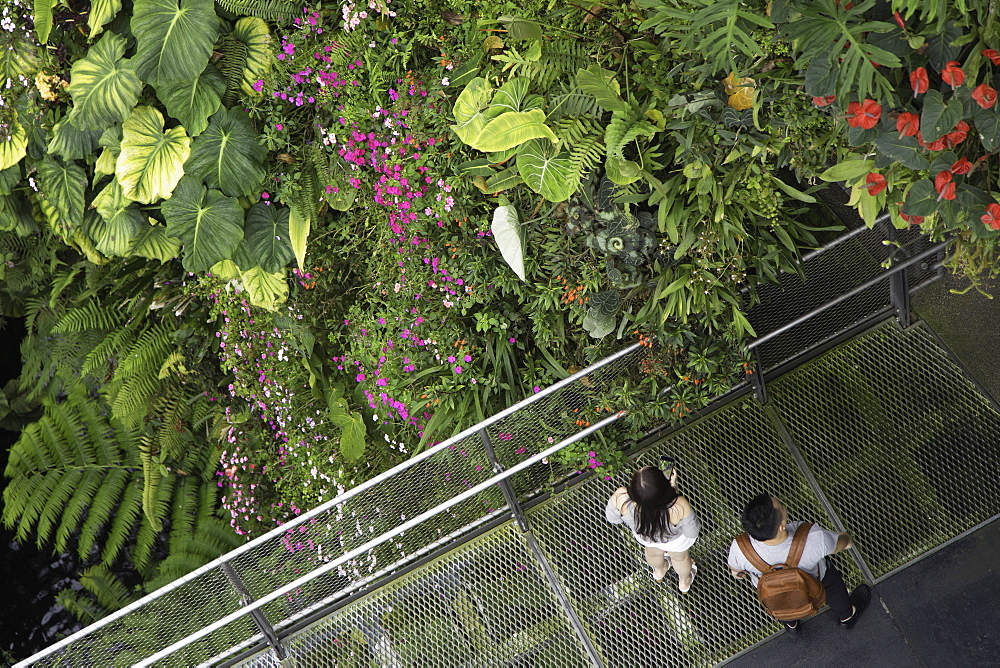 Cloud Forest greenhouse in Gardens by the Bay, Singapore, Southeast Asia, Asia