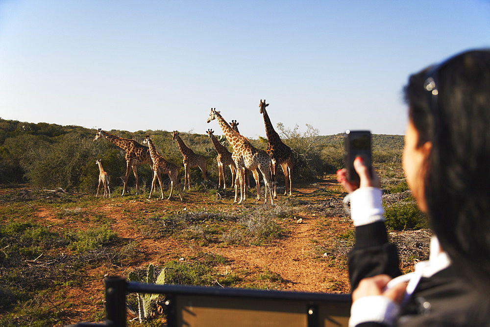 Woman photographing giraffes, Addo Elephant Park, Eastern Cape, South Africa, Africa