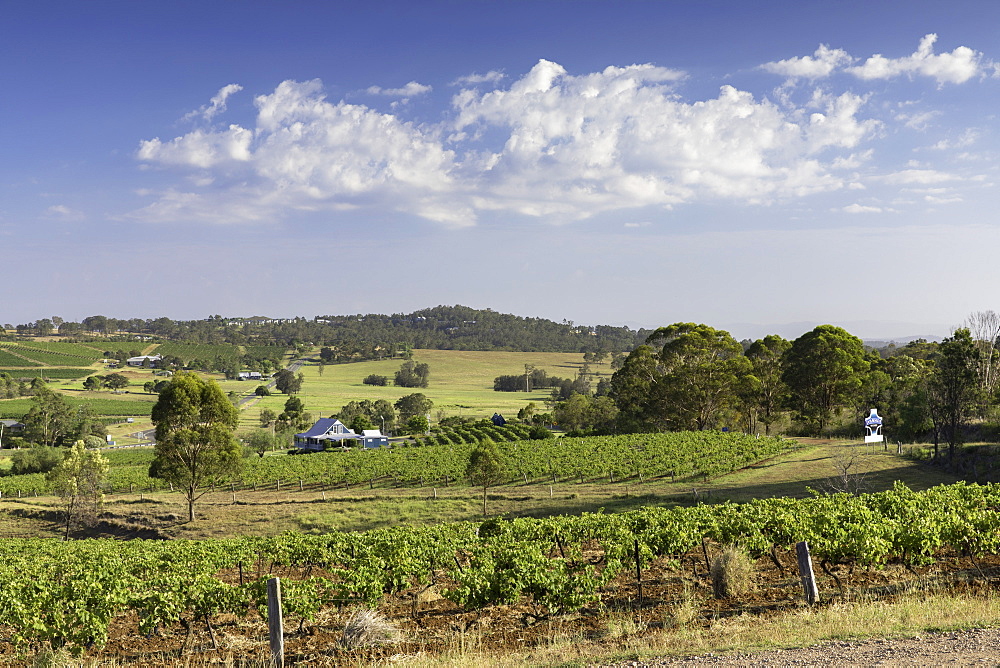 Ivanhoe Wine Estate, Hunter Valley, New South Wales, Australia, Pacific