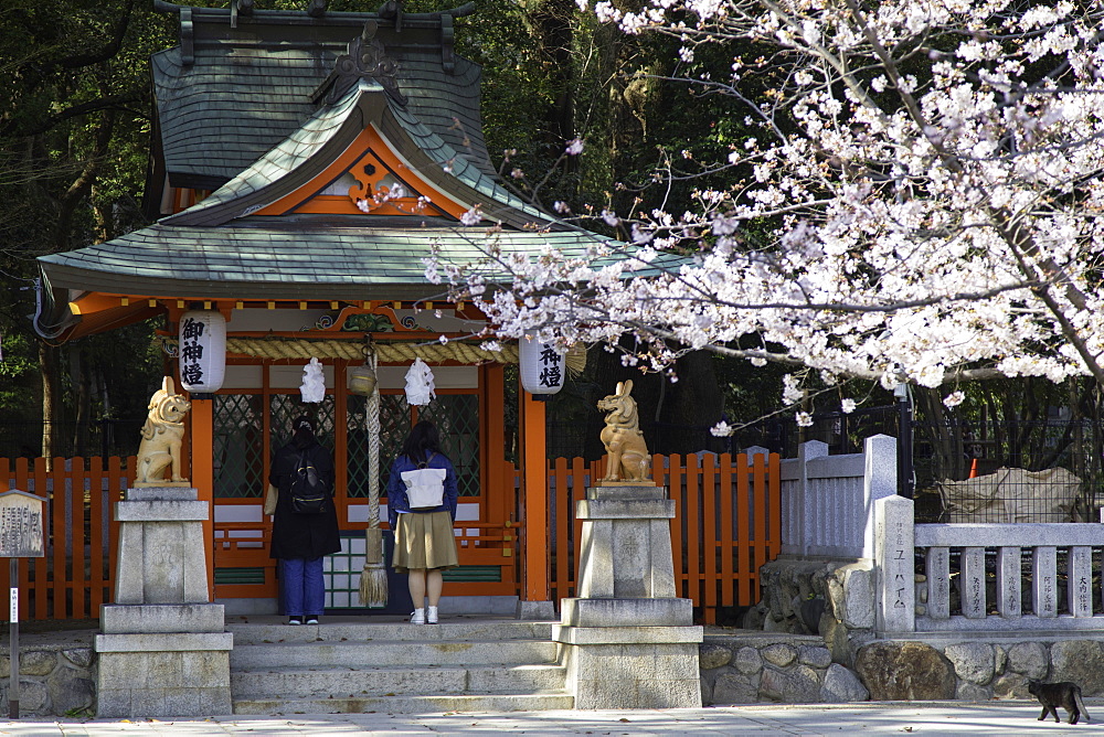 Cherry blossom at Ikuta Jinja shrine, Kobe, Kansai, Japan, Asia