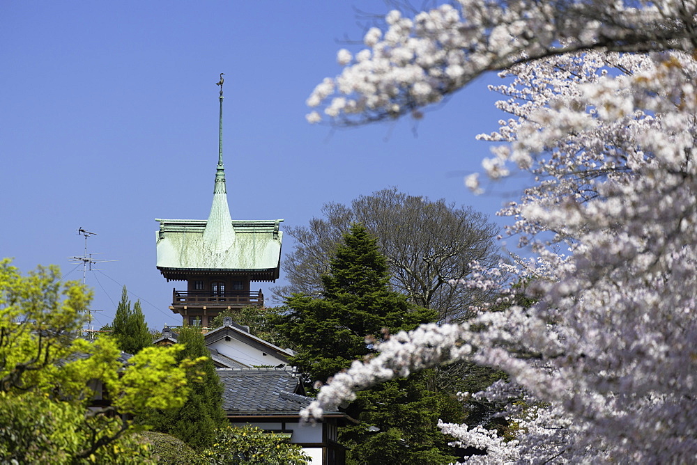 Cherry blossom along lane of Southern Higashiyama and Daiunin temple, Kyoto, Kansai, Japan, Asia