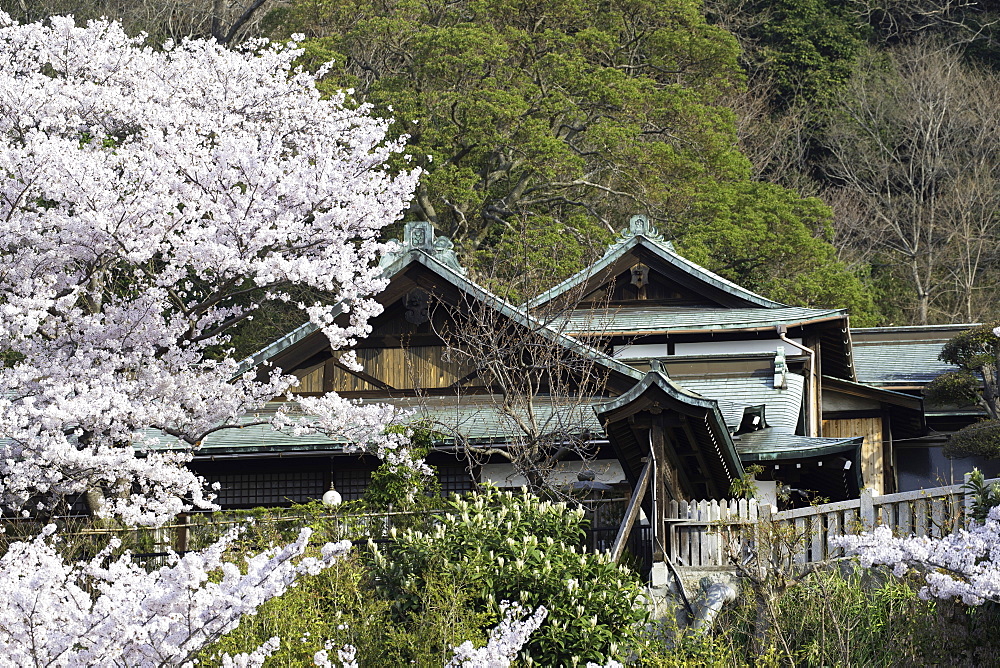 Cherry blossom at Kitano Tenman shrine, Kobe, Kansai, Japan, Asia