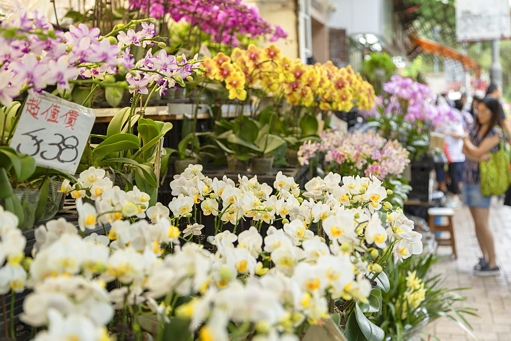 Orchids at Flower Market, Mong Kok, Kowloon, Hong Kong, China, Asia