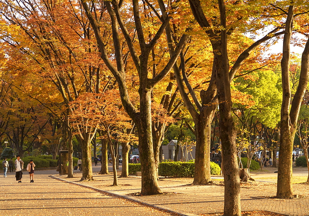 Autumn colours in Shirakawa Park, Nagoya, Honshu, Japan, Asia