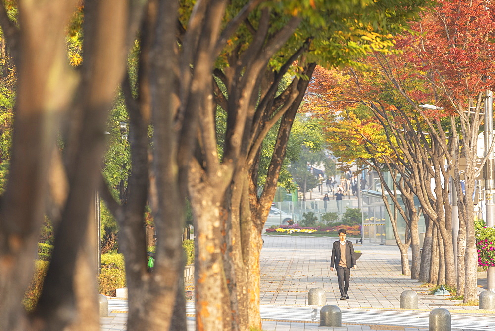 Man walking past autumnal trees, Gangnam-gu, Seoul, South Korea, Asia