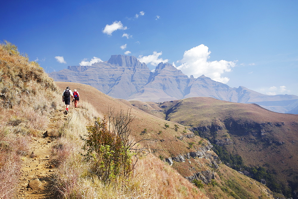 People hiking in Monk's Cowl Nature Reserve with Champagne Castle in background, Ukhahlamba-Drakensberg Park, UNESCO World Heritage Site, KwaZulu-Natal, South Africa, Africa