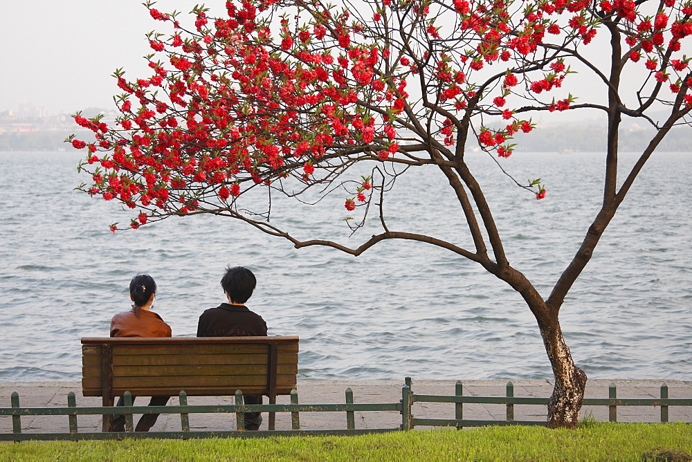 Chinese couple sitting under tree in blossom along Xi Hu (West Lake) at dusk, Hangzhou, Zhejiang, China, Asia