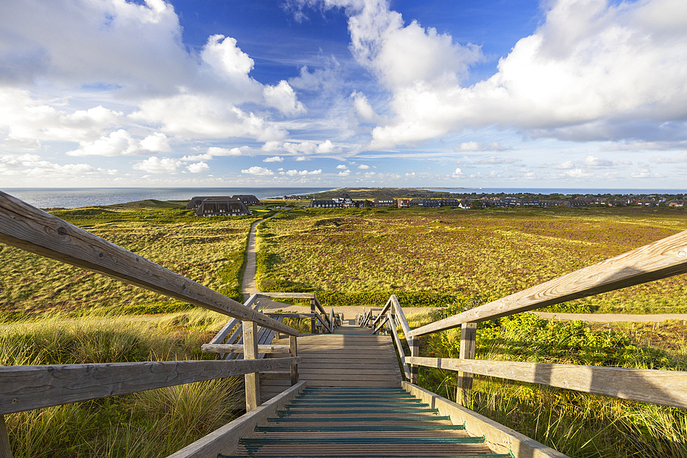 Walkway down to heather and sand dunes, Kampen, Sylt, Schleswig Holstein, Germany