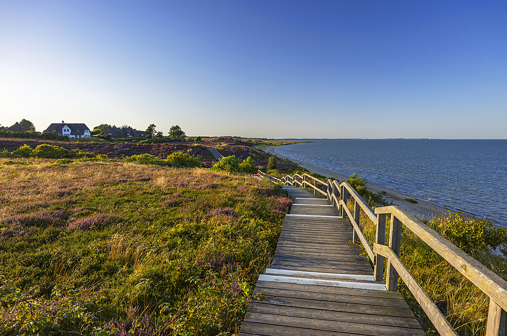 Walkway through heather, Braderup, Sylt, Schleswig Holstein, Germany, Europe