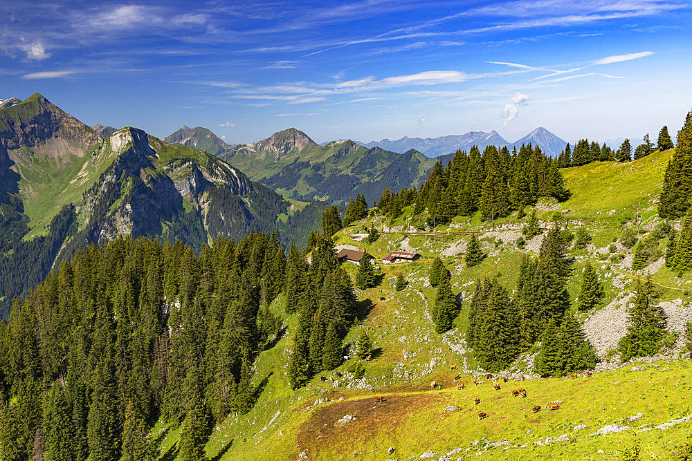 Scenery of cogwheel railway, Schynige Platte, Jungfrau Region, Bernese Oberland, Switzerland