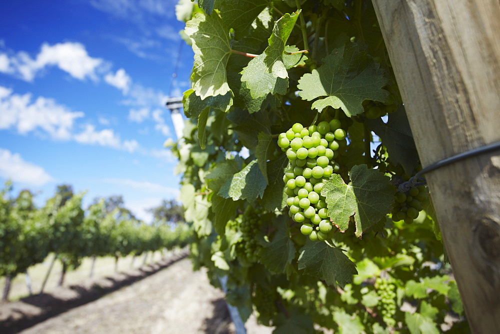 Vineyards of Cullen wine estate, Margaret River, Western Australia, Australia, Pacific