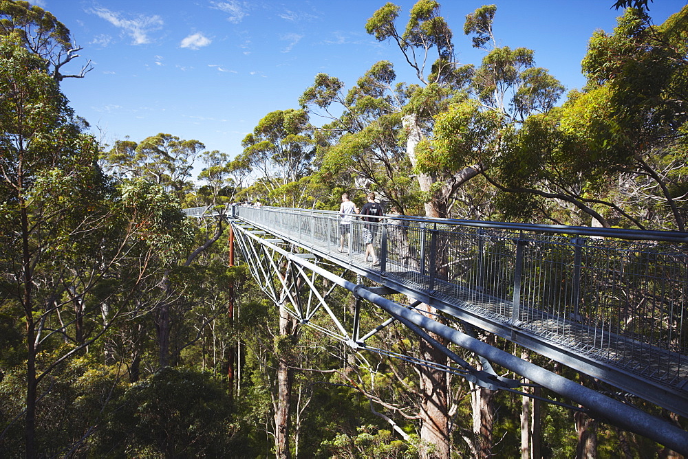 Treetop Walk in Valley of the Giants, Walpole, Western Australia, Australia, Pacific