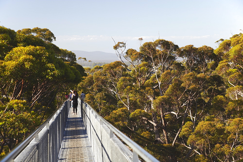 Treetop Walk in Valley of the Giants, Walpole, Western Australia, Australia, Pacific