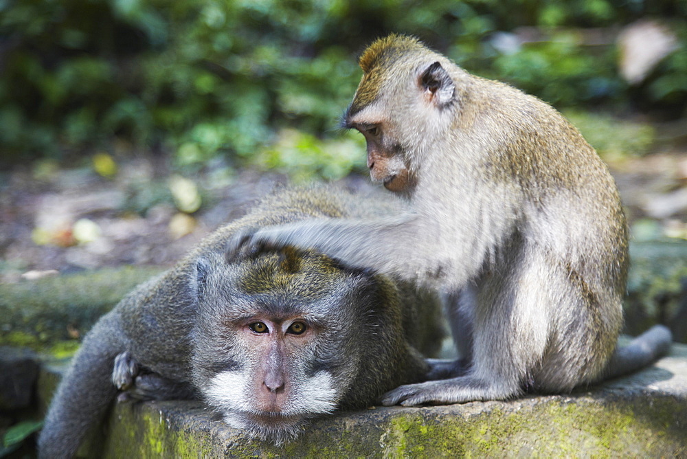 Crab-eating macaque monkeys (Macaca fascicularis) in Monkey Forest, Ubud, Bali, Indonesia, Southeast Asia, Asia