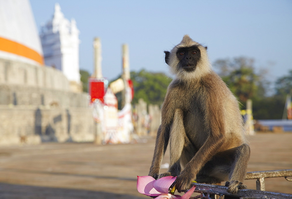 Grey langur at Ruvanvelisaya Dagoba, Anuradhapura, UNESCO World Heritage Site, North Central Province, Sri Lanka, Asia